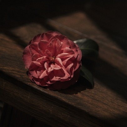 Red camellia flower