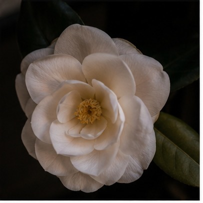 Camellia flower